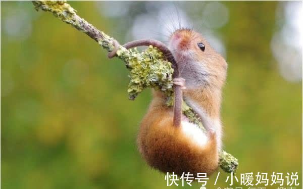五行土宜生金|“天上凤凰，地上金鼠”，强调72年“本命鼠”，50岁后命有多好？