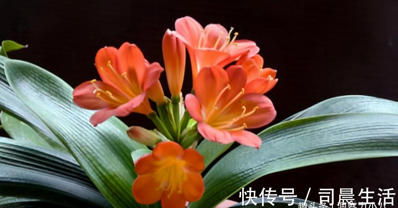 君子兰有“三怕”，入冬养护需避开，猛催新芽，绽放层叠群兰