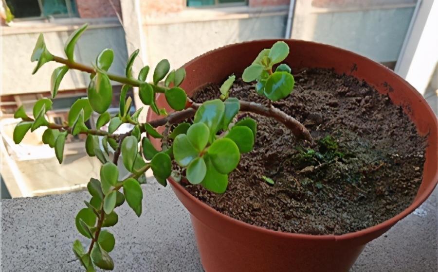 扦插一根枝,修修剪剪,一年长成“悬崖桩”,价值翻几倍