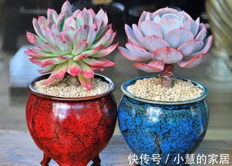 3种花盆遇到带回家,养护多肉事半功倍,新手也能养出好状态
