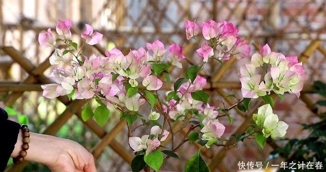 花期中|4种花,赶紧搬出去养,风吹加日晒,早早冒“花芽”