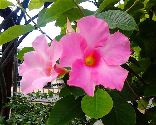 飘香藤如何养爆盆教你3个养护飘香藤的妙招，花开艳丽香味扑鼻