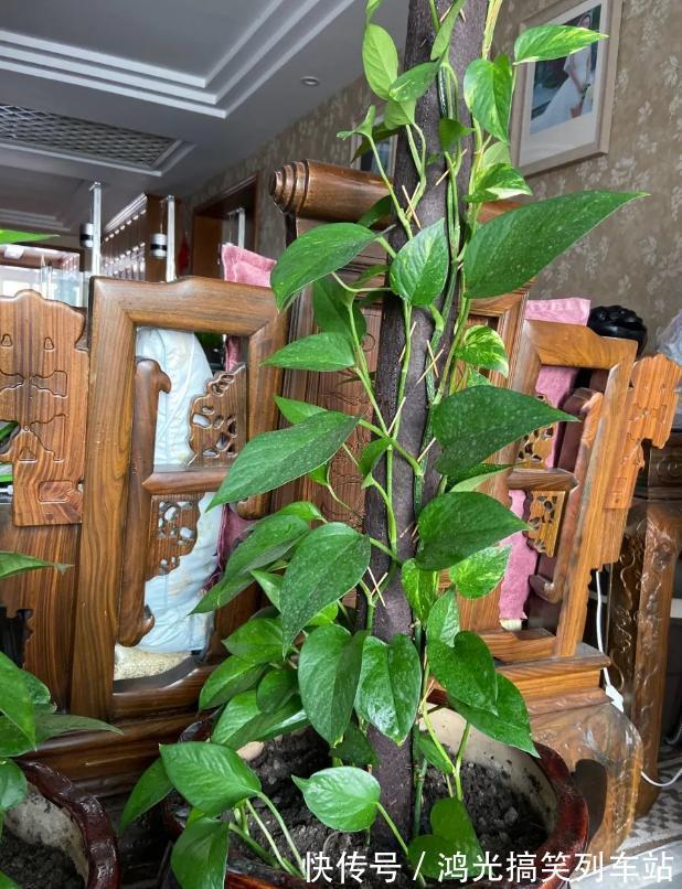 浇灌|秋季盆栽绿萝、吊兰,1个月1小碗二锅头,枝叶长得油光瓦亮