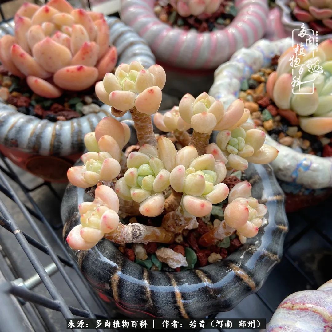 迷你小院儿,种满多肉、花草和蔬果,沉醉在自己的世外桃源!