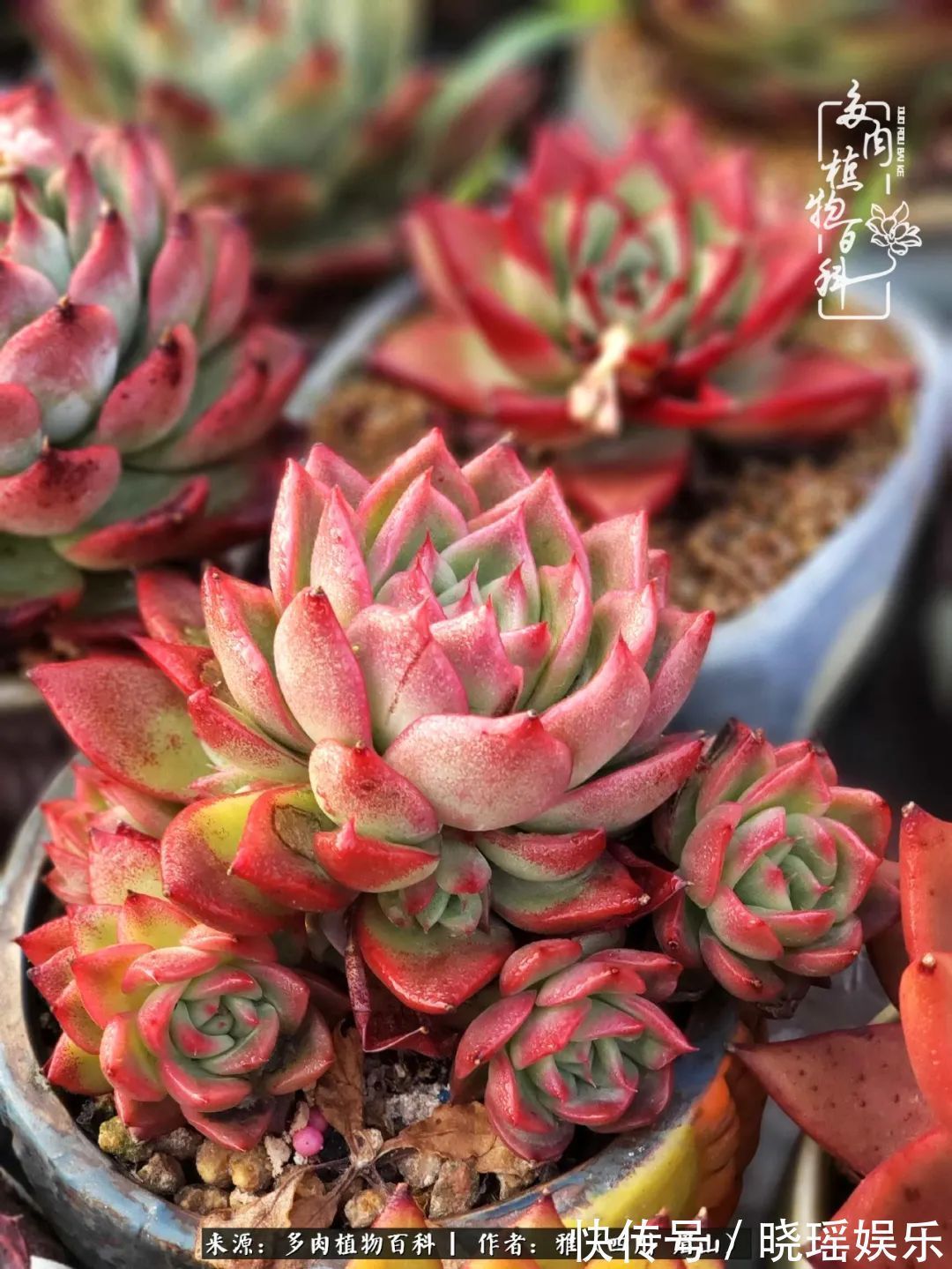 万圣节|养多肉六年,从痴迷到佛系,世事漫随流水,唯有喜爱永恒!