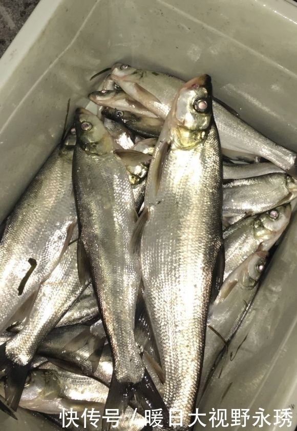 渔获|盛夏钓翘嘴,渔获你最美,饵料、钓位、技巧分享