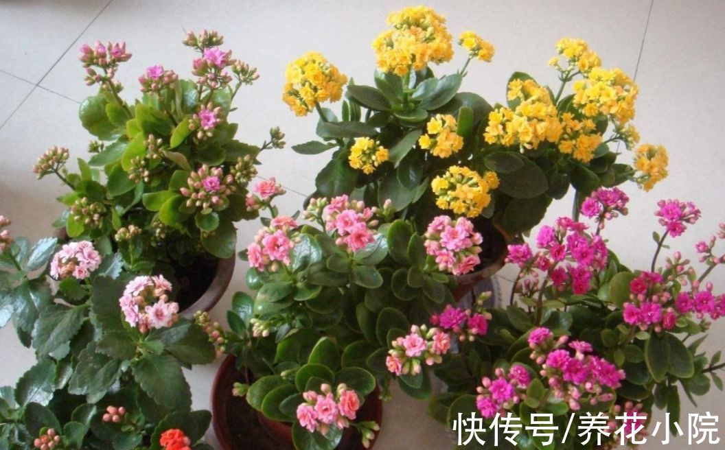 修剪|花友们都喜欢的“2种花”,比绿萝好养,开花又多又漂亮