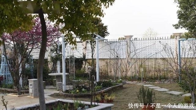 铁线莲|78岁爷爷改造荒废院子，为孙女建起一片花园