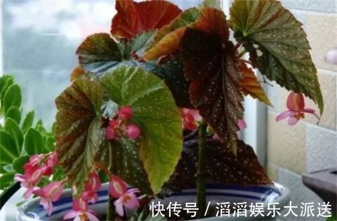 有机肥液|竹节海棠怎么养多开花,八大要点让它一年四季花开爆盆