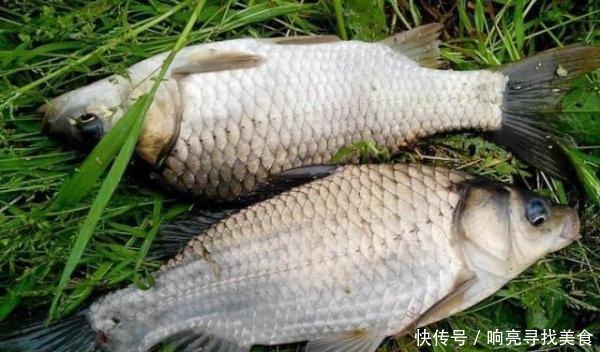 大板|冬季才是钓大板鲫最好的季节