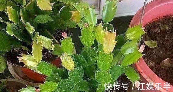 浇水|蟹爪兰发出这个“信号”,一定不要忽视,是在提醒你