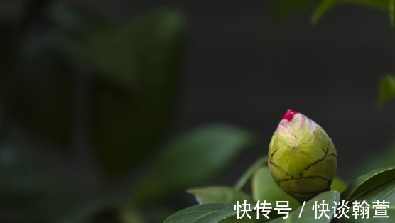 花苞|还在为茶花没开出花苞一事而苦恼?跟着我做这三步,马上变花枝