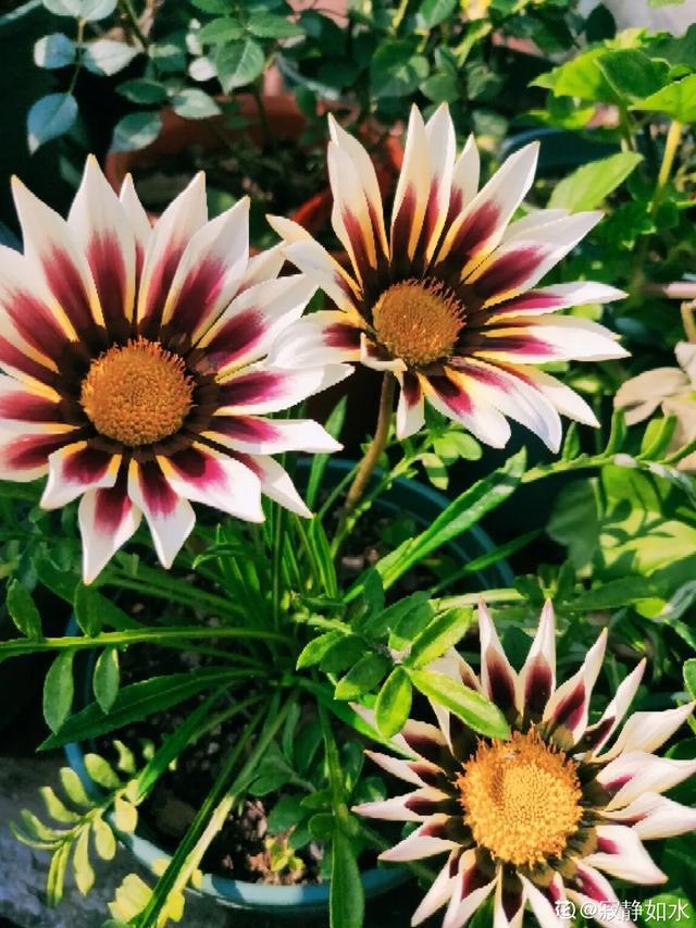 想要家里四季花开，这20种花，连续能开300天，完全不歇气