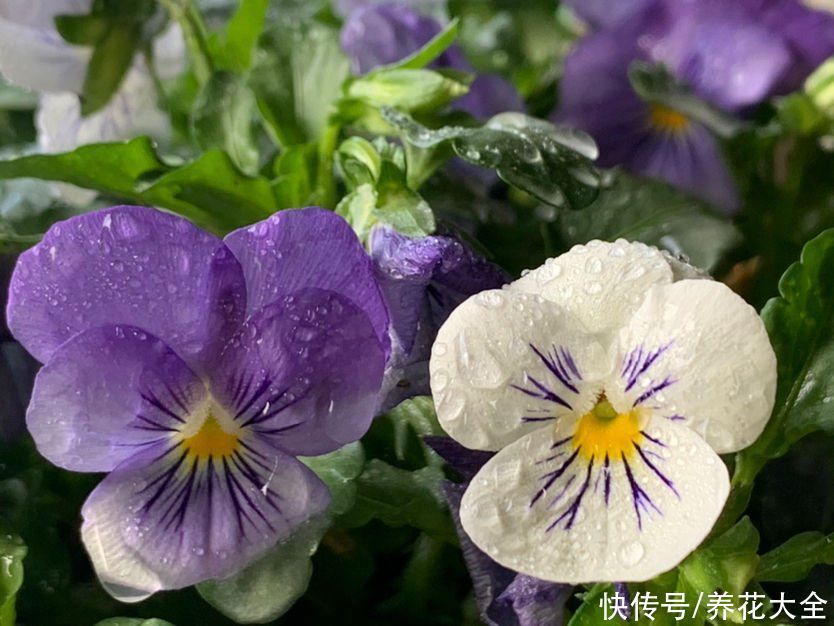 养花高手的5个好习惯，千万别小看，植物特别受用