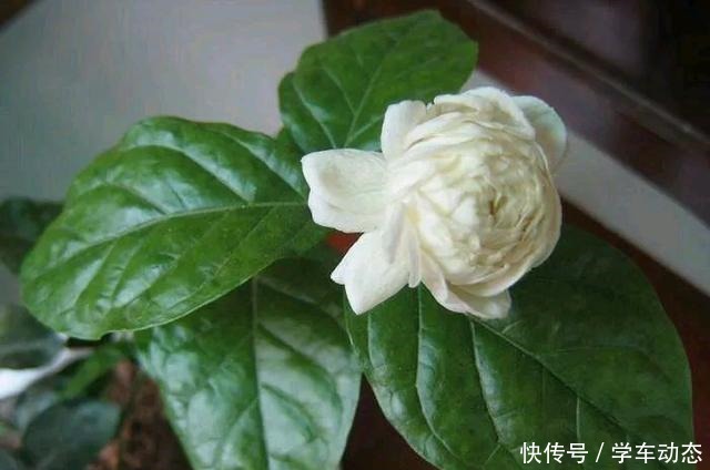 养护茉莉花的“三部曲”,花朵多香味浓,连开不停歇!