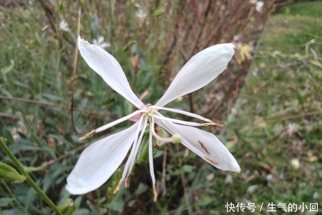 Redmi|Redmi Note 9系列评测:性价比大成之作