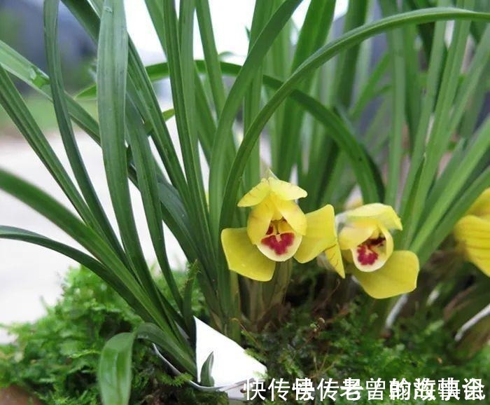 天价|曾经天价的8种兰花,如今跌落神坛,普通人也买得起