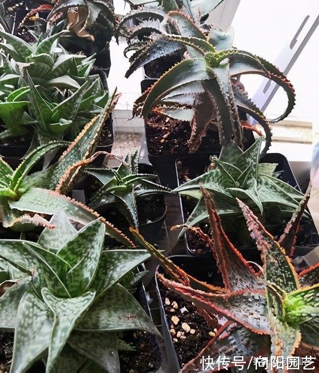 养护|好养的3大类多肉，很适合室内养护，没有强光照，也能养好