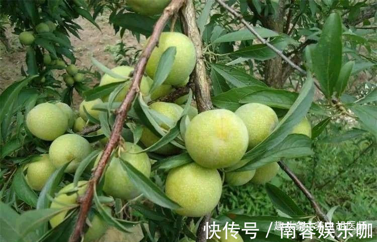 桑葚|女性要排毒,离不开3种食物,补水护肤,排毒抗衰,清除体内毒素