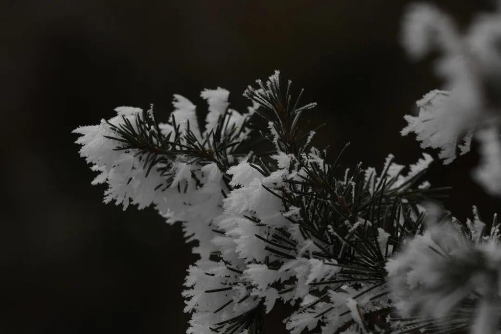 地方|汶川下雪了！这些地方，你最想去哪个？