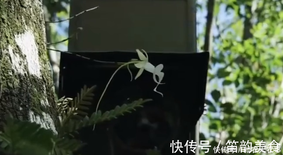 中国兰|“空中幽灵”现身喜马拉雅山，形似跳跃的青蛙，轰动了兰花界