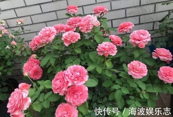 高压法|月季秋天扦插生根难用1法，让它在空中生根，又多又粗壮