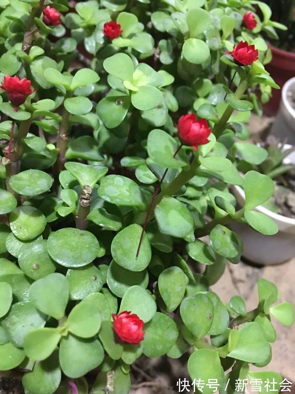 氮钾|金枝玉叶开花了,真花长这样,很多人没见过