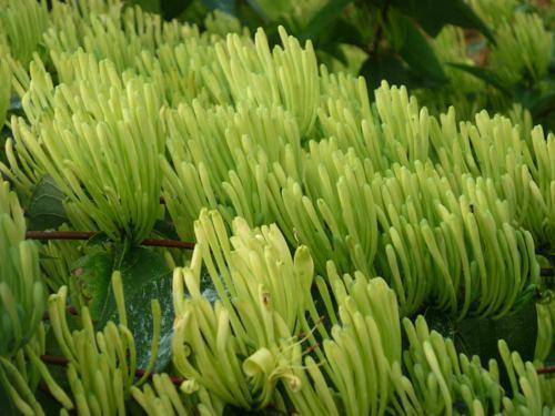 食物|人到中年想长寿,可以坚持吃3种食物,美容养颜、滋润肌肤!