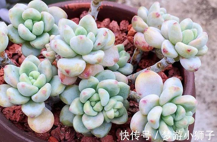 多肉度夏,做好控水遮阴就可以了,其实你忽略了最重要的一点