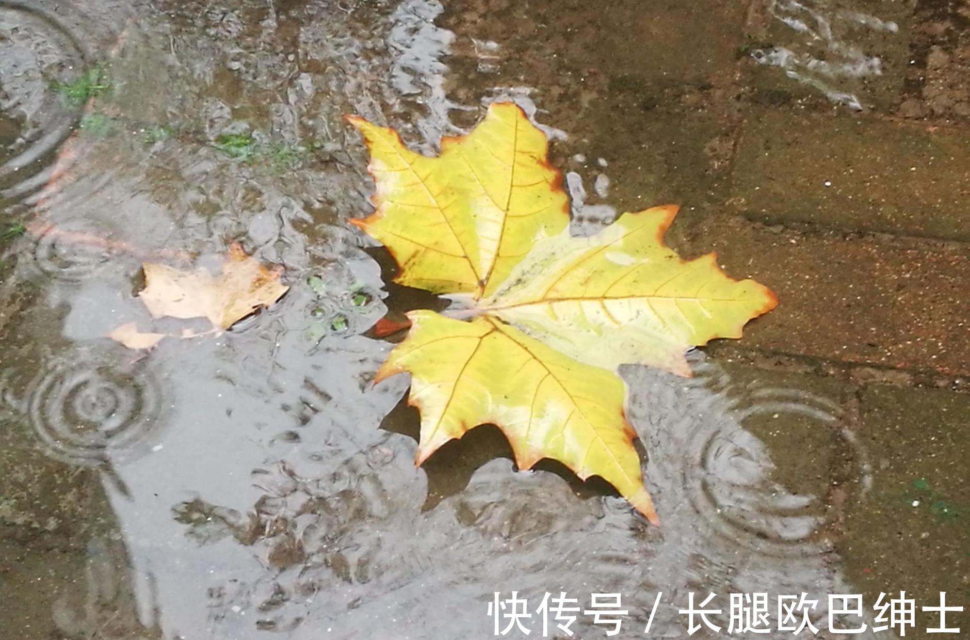 王晏媄$10首写雨诗词，《春夜喜雨》第三，《巴山夜雨》第二，哪首第一？