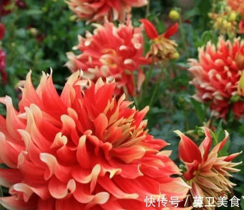 大丽花|养花就养“绝美”的,花卉品种繁多,花朵硕大花色浓艳,美翻了