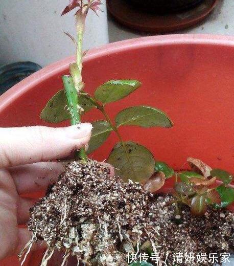 枝条|月季花“扦插后”慎浇水，成活率高10倍，10天长白根，一棵变20棵