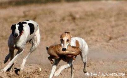 鱼竿|为什么钓鱼穷三年, 玩鸟毁一生 其实主要想表达一个意思