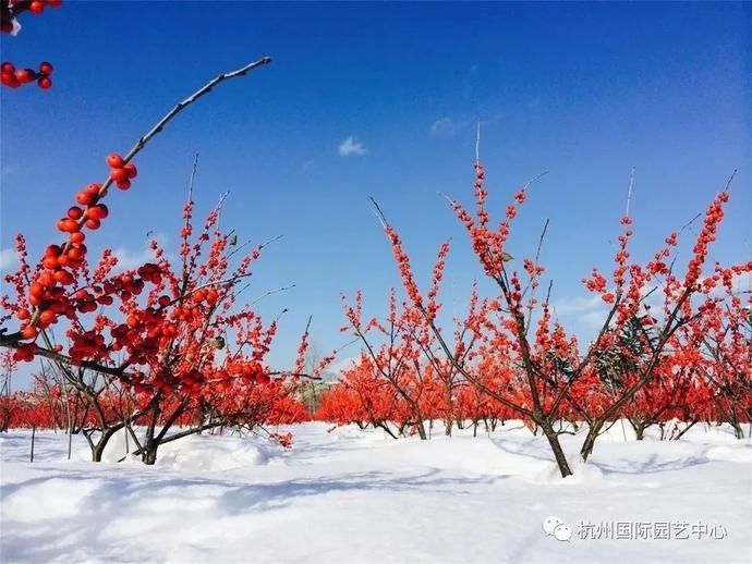 快过年了，便宜又好看的年宵花都在这里啦！还可以烧烤、垂钓...