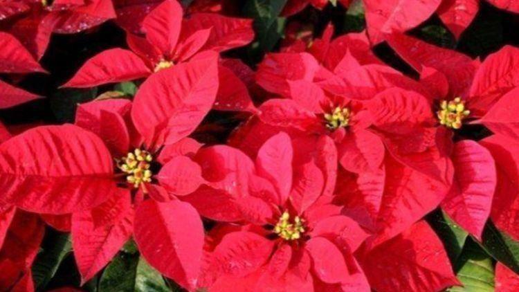 4种花谁见了都喜欢，颜值超高的，养护起来也简单