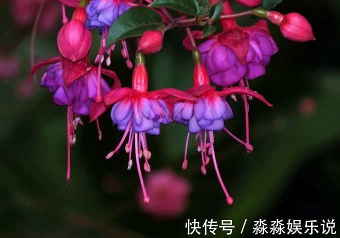 蝴蝶兰|花市买花要注意,这4种再便宜也不能买,娇气又难养