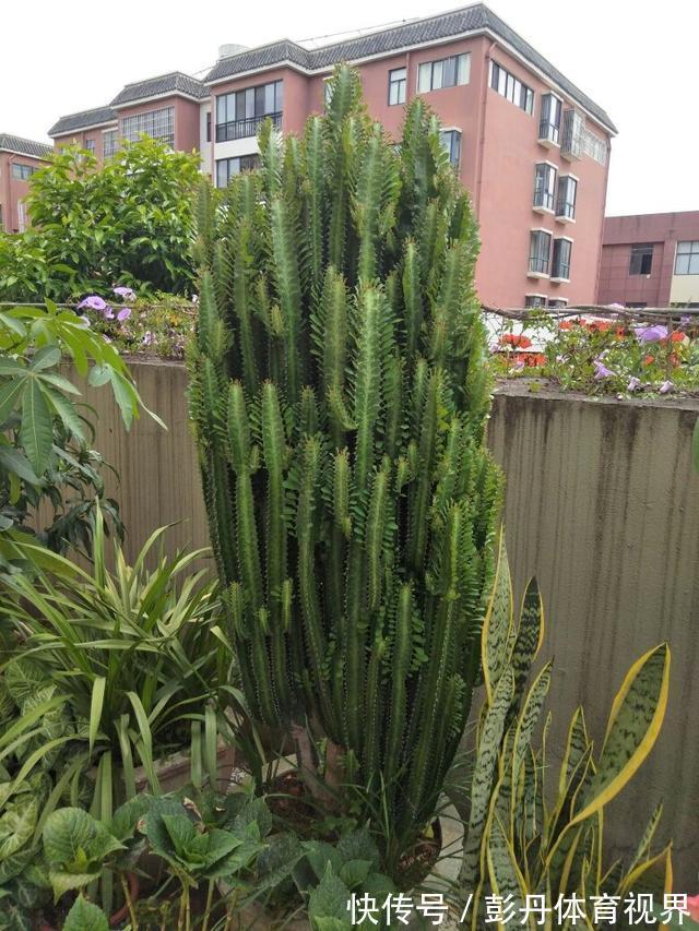 室内养花“别乱放”,5个地方不适合,养一盆枯一盆