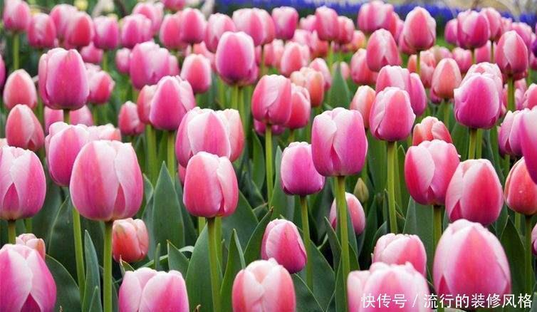民间七大毒花,别让这些花毁了你的健康
