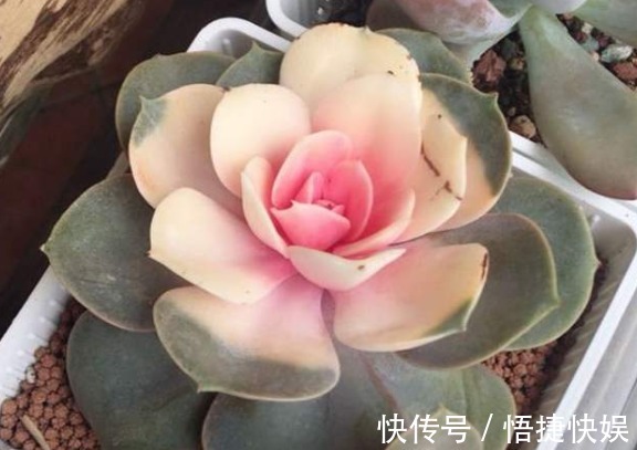 现在逛花市5种花不要买,虽然很漂亮,但是养活难度大,白花钱!