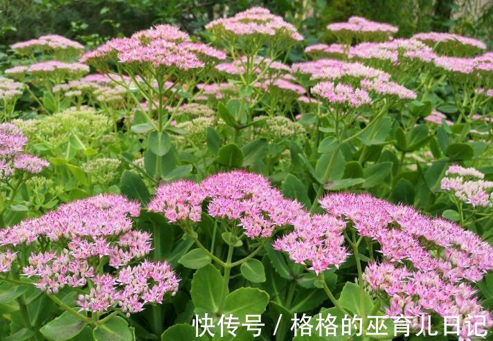 养花试试这几款，剪掉多余的枝子，多晒太阳，就能开出完美的花