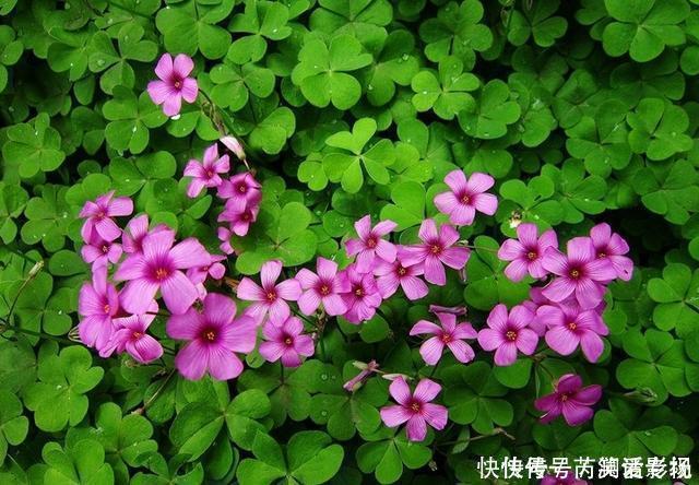 湿润|马路边常见“3种草”,养花盆里变“盆景”,好看又值钱!