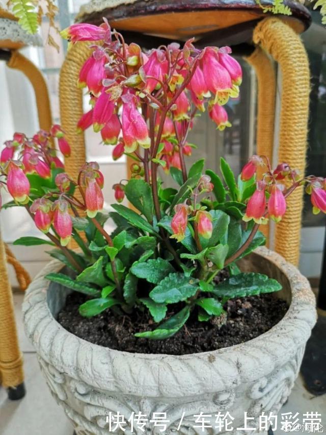 吊兰长满小金鱼,养上5年,越养越上瘾!