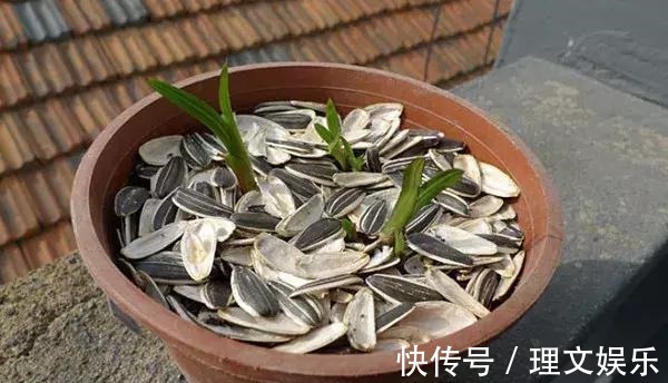 用这3种壳养花,一年省下不少钱,根系满盆窜,效果真明显!