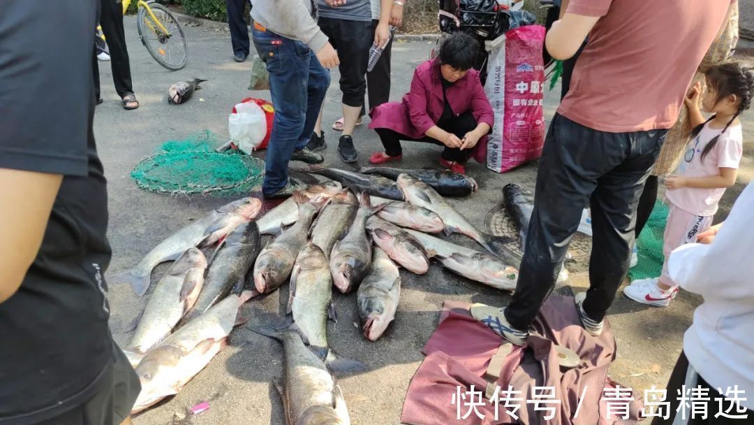 崂山水库开闸放水！一米长的大花鲢随处可见