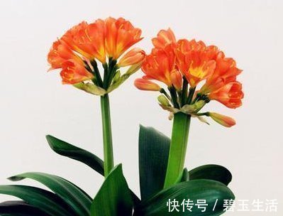 三种水号称养花神器，比花肥效果好用100倍，养啥都能轻松长不停
