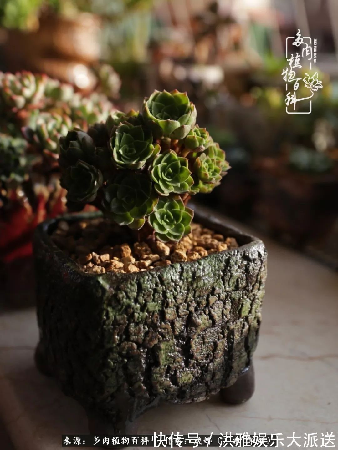 橙梦露|笼子里露养的多肉，越养越美！有多肉的日子伴着小确幸！