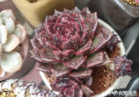 露台|多肉养的是开心，养得太多就不好了，有露台还好，室内不要养太多