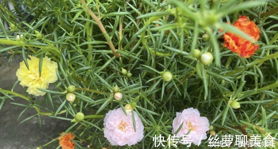 养护|夏天“最适合”扦插3种花，10天生根，养2个月就能变“花海”
