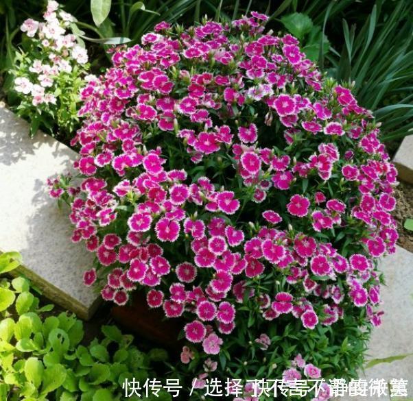 石竹花|7种“省心花”,耐阴、耐旱,不招虫、生病少,还特爱开花