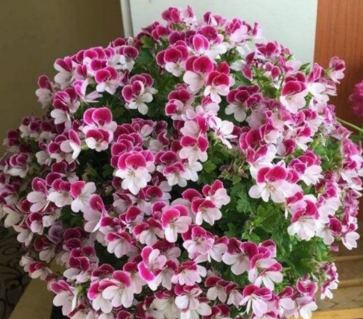 4种花是懒人的最爱,有阳光就爆盆,不用费心,就能长的特别好